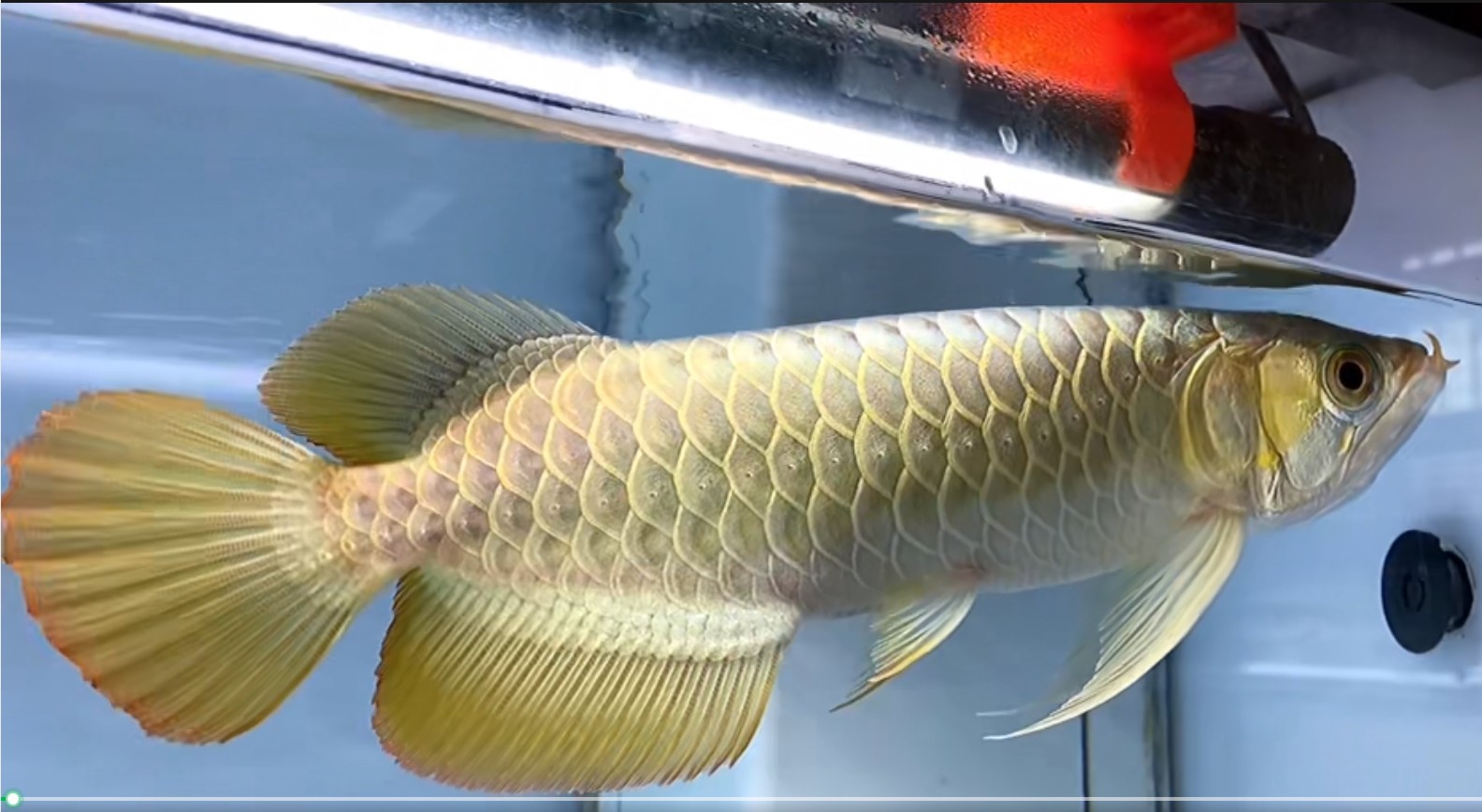 35cm的白玉紅龍魚小魚:35cm的白玉紅龍魚憑借其獨特的品種特征、收藏價值 35cm的白玉紅龍魚小魚:35cm的白玉紅龍魚憑借其獨特的品種特征、收藏價值